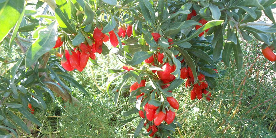 Goji Berry planting base-2