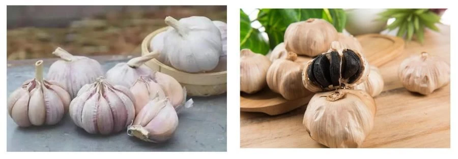Garlic Extract