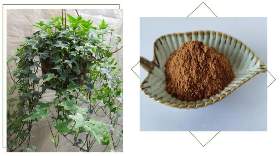Ivy Leaf Extract, 10% Hederacosides