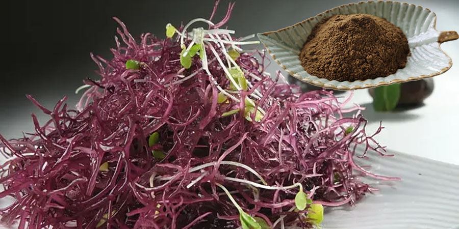 Irish Moss Extract