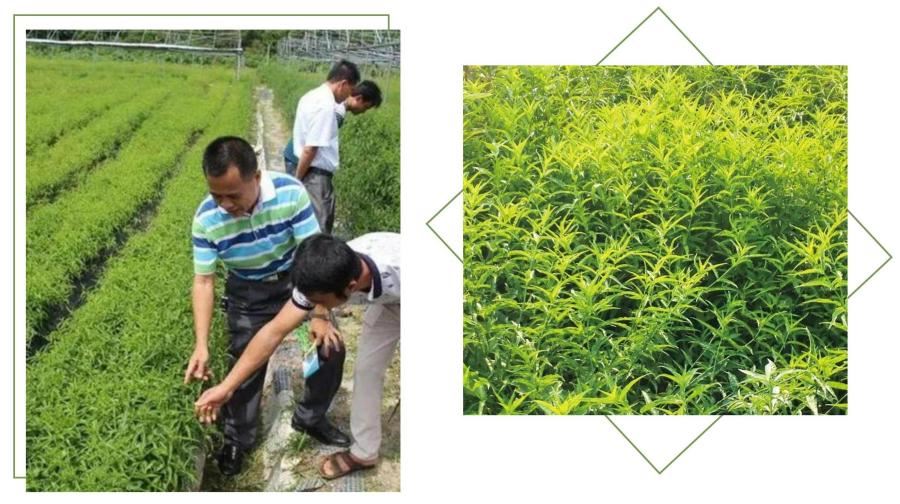 Clinacanthus Nutans Extract
