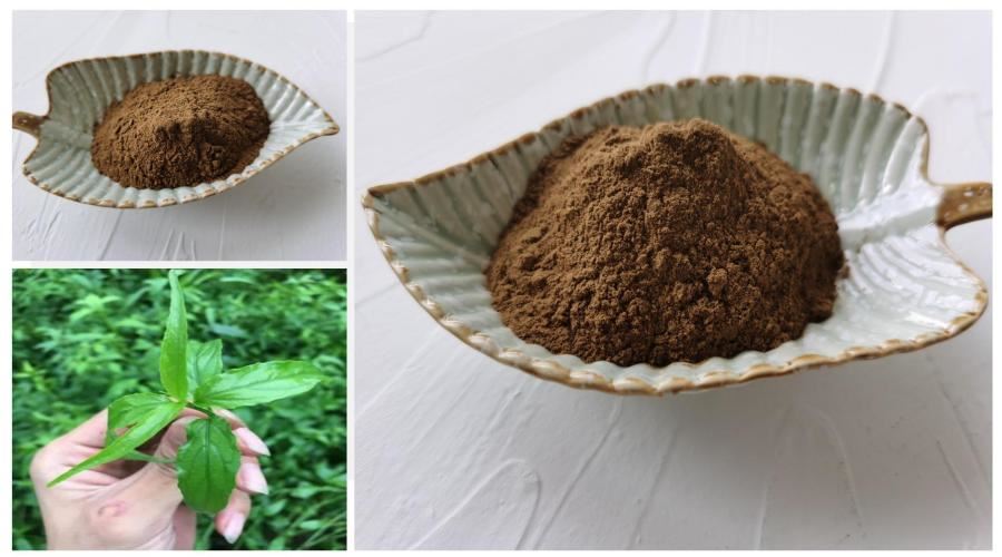 Sabah Snake Grass Extract