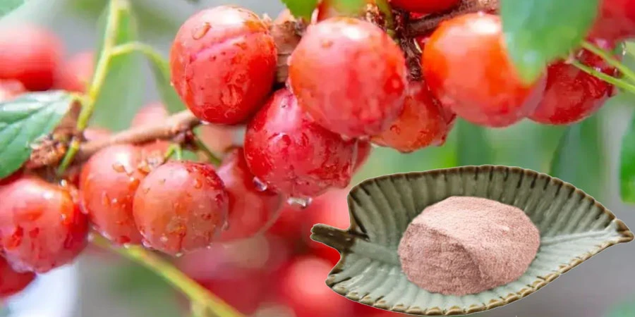 Pure Chinese Dwarf Cherry Powder