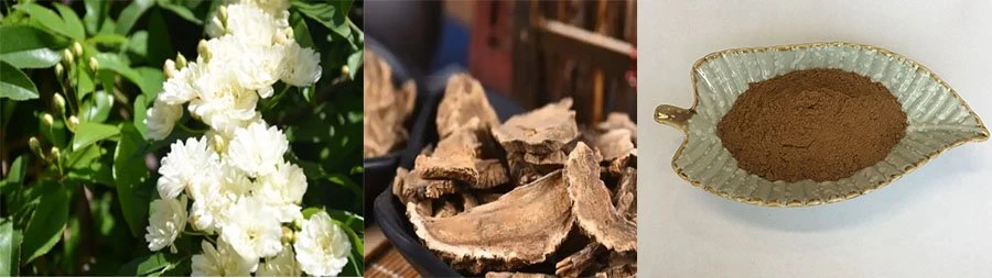 Wholesale Aucklandia Root Extract Wholesale Aucklandia Root Extract