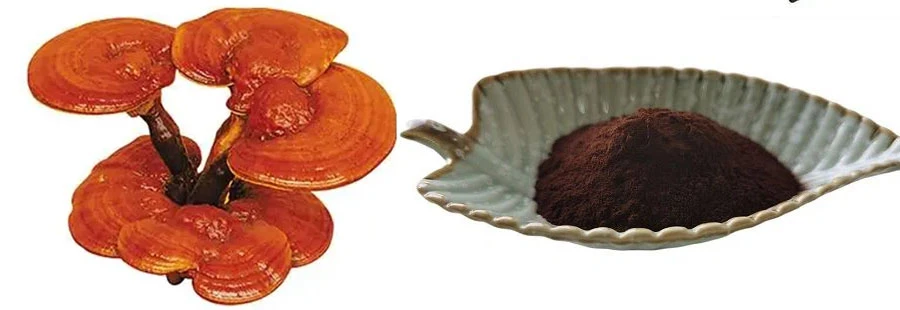 Bulk Broken Ganoderma Lucidum Spore Powder Bulk Broken Ganoderma Lucidum Spore Powder