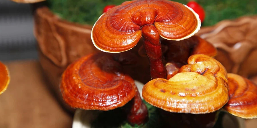 Broken Ganoderma Lucidum Spore Powder suppliers Broken Ganoderma Lucidum Spore Powder suppliers