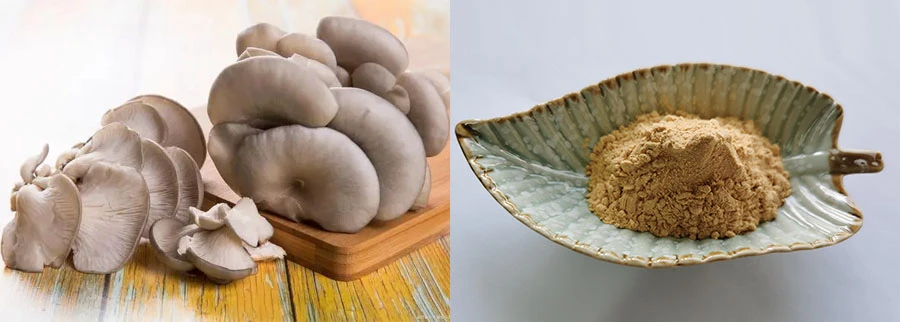 Oyster Mushroom Extract Oyster Mushroom Extract