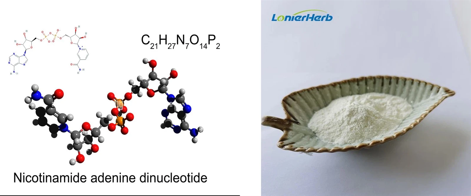 NAD Nicotinamide Adenine Dinucleotide NAD Nicotinamide Adenine Dinucleotide